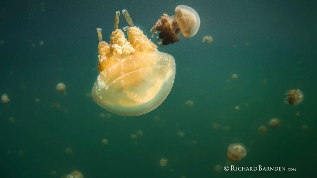 Jellyfish lake palau sams tours by richard barnden