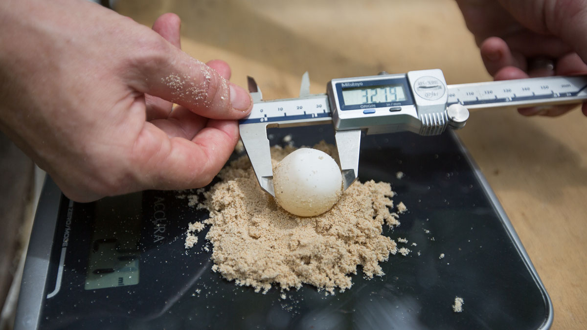 Measuring turtle eggs Papua New Guinea turtle conservation Lissenung Island credit Grant Thomas_3P7A2084