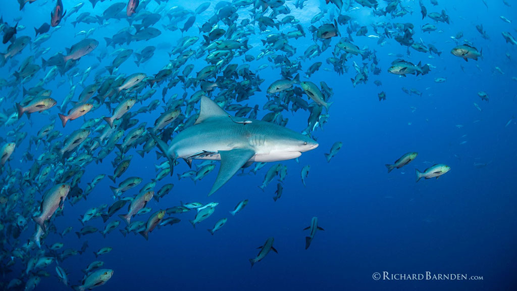 Unique Dive Expeditions Reef shark Palau Sams Tours by Richard Barnden