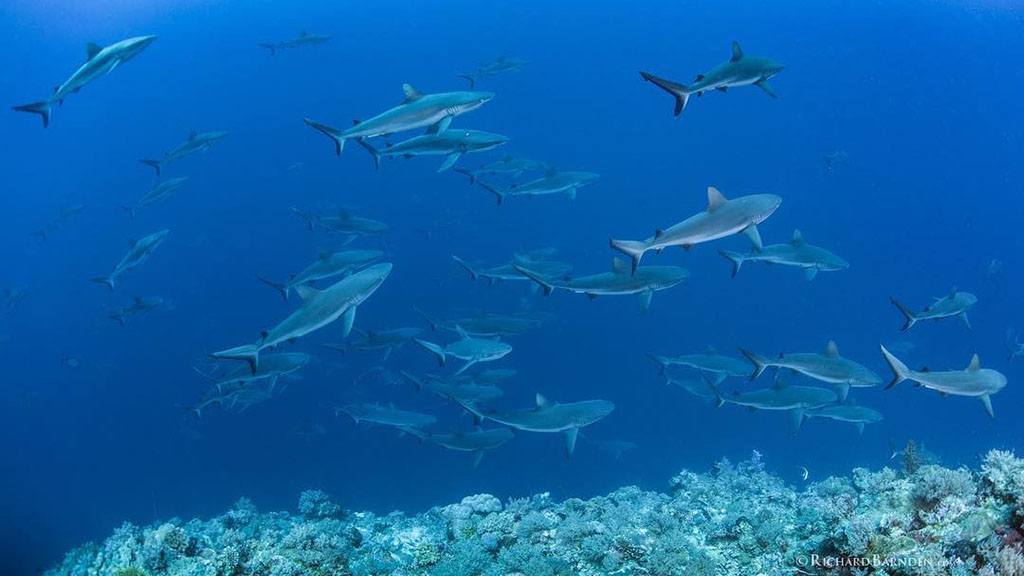 Reef sharks feeding on Moorish idols Palau Sams Tours by Richard Barnden