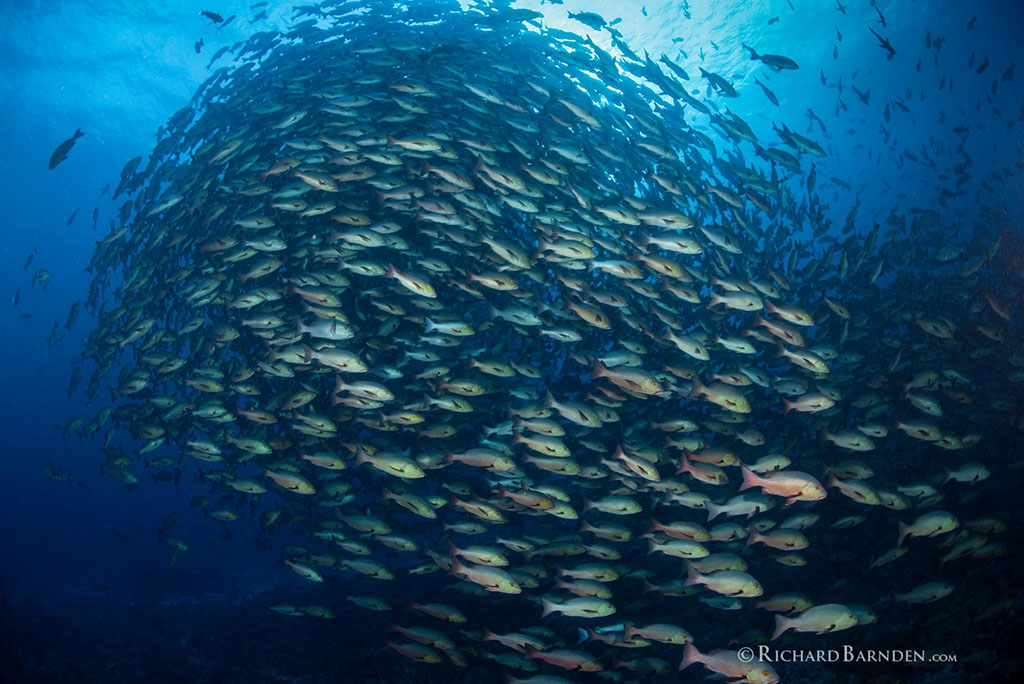 Snapper spawning Palau Sams Tours by Richard Barnden