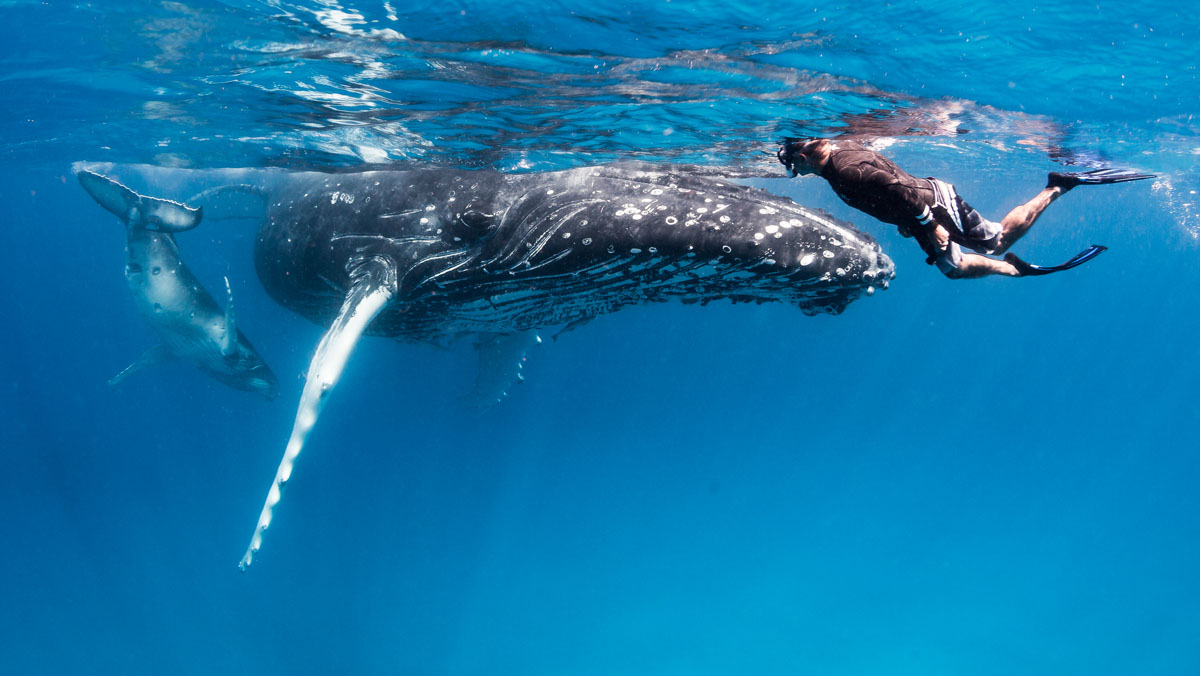 Tonga haapai humpback whale and calf with swimmer credit grant thomas