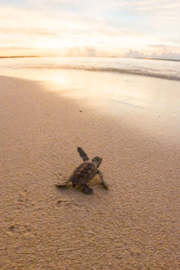 Papua New Guinea turtle conservation has a home at remote Lissenung Island Resort, a 30-minute boat ride from Kavieng in the New Ireland Province.