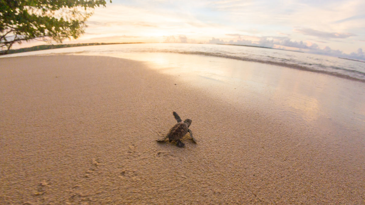 Turtle hatchling heads to sea Papua New Guinea turtle conservation Lissenung Island credit Grant Thomas_8809