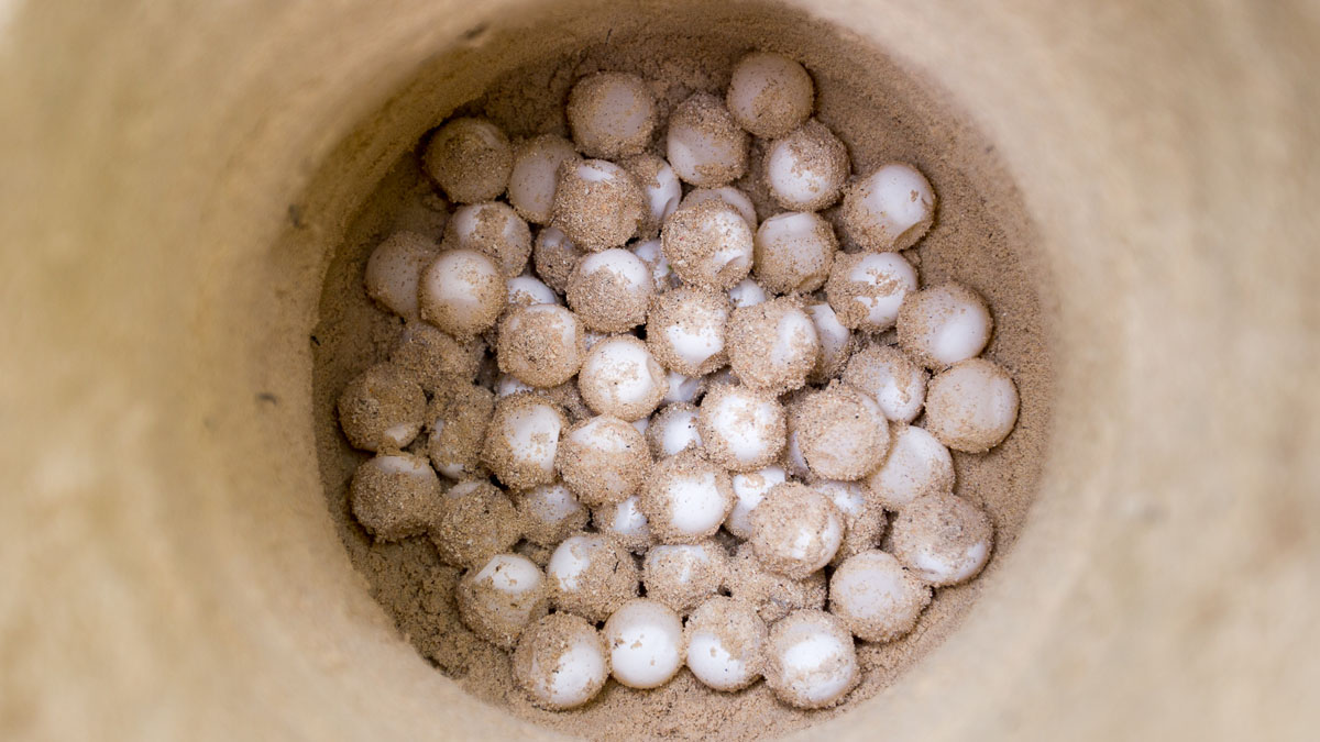 Turtle nest Papua New Guinea turtle conservation Lissenung Island credit Grant Thomas 3P7A2095