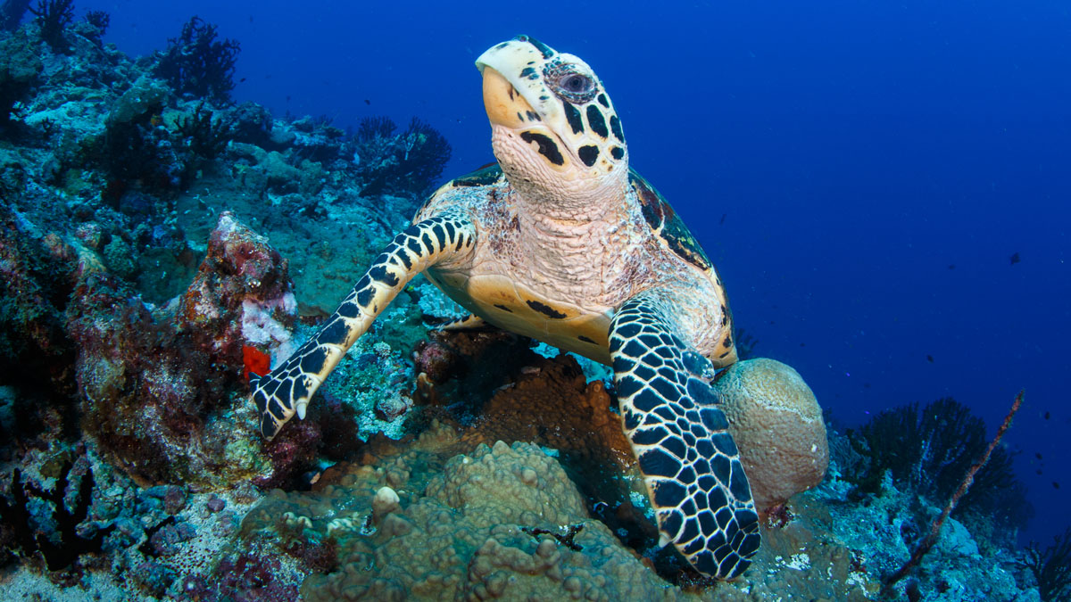 Turtle on reef Papua New Guinea turtle conservation Lissenung Island credit Grant Thomas_9551