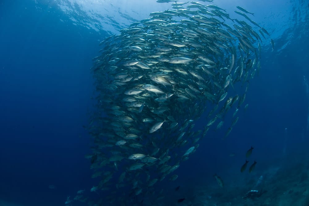 Atlantis Azores liveaboard tubbataha bait ball_1100_CH