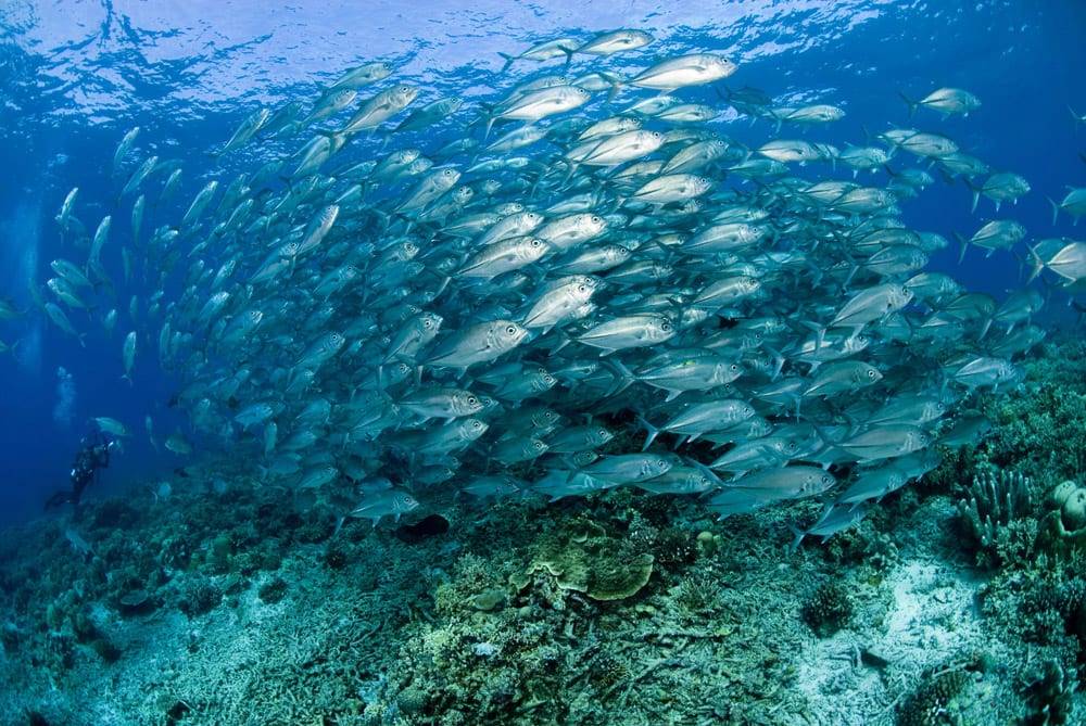 Atlantis Azores liveaboard tubbataha schooling fish_2002_FB