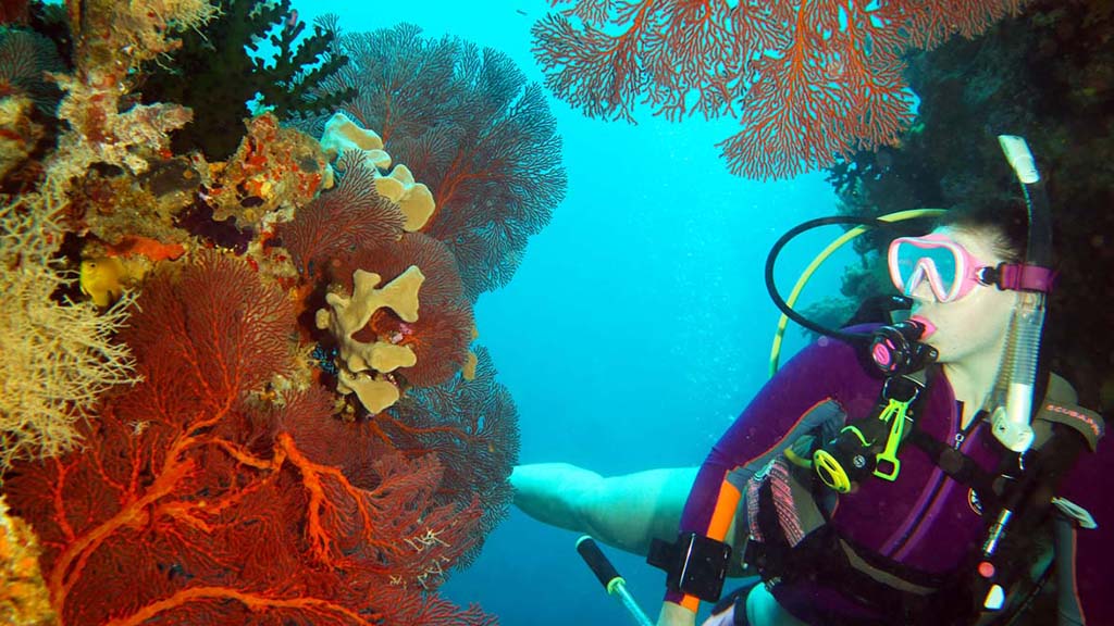 Dive fiji volivoli bligh water diveplanit fans and nikki