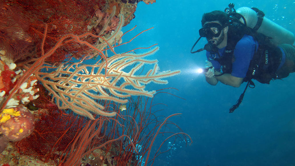 Dive Fiji Volivoli Bligh Water Diveplanit diver and soft coral_2739