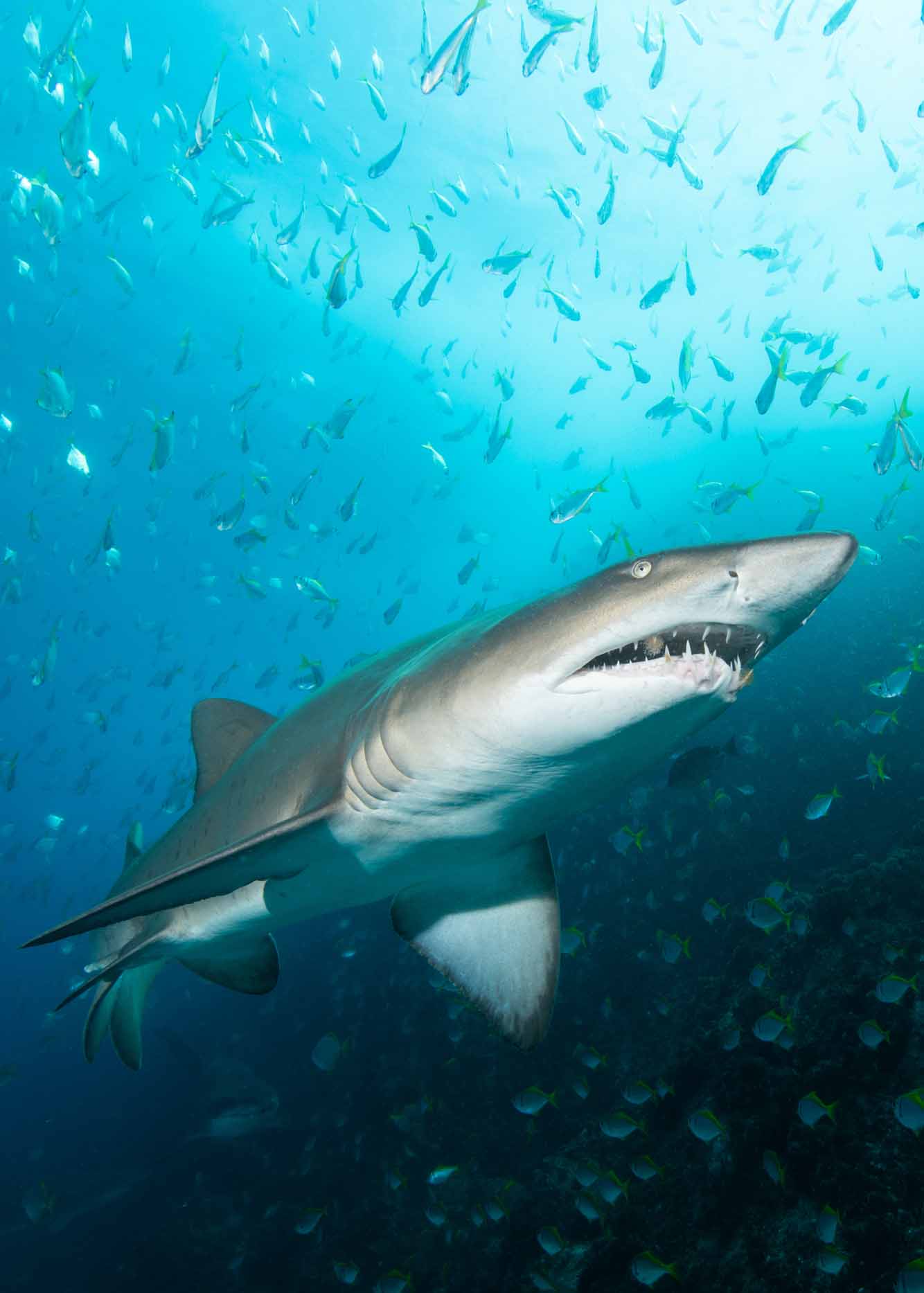 To celebrate Shark Week we take a look at the many shark attack myths that get everyone excited every time Shark Week comes around.