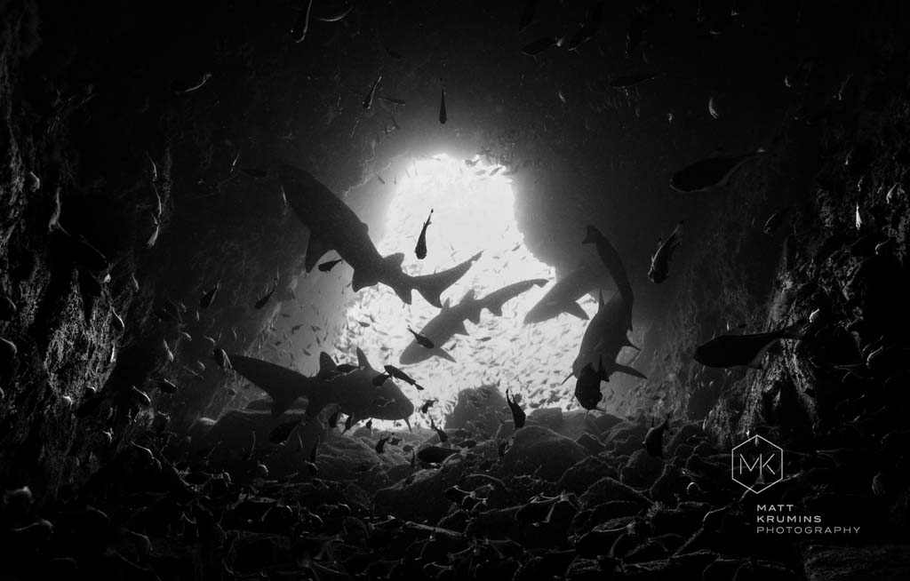 Dive-Fish-Rock-grey-nurse-sharks-by-Matt-Krumins_South-West-Rocks