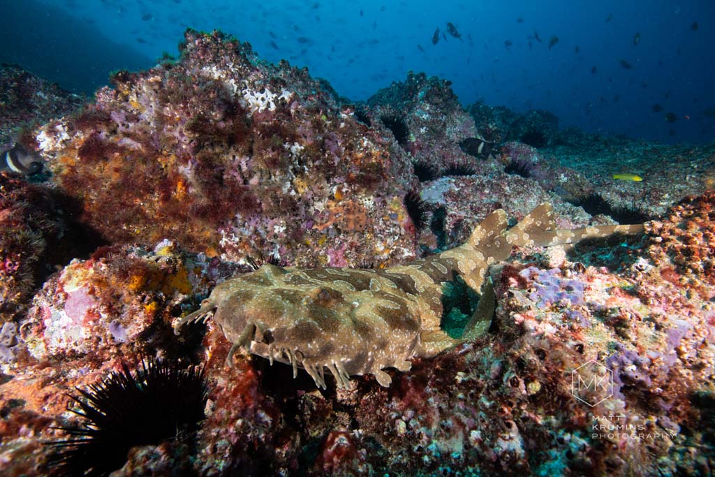  Dive-Fish-Rock-grey-nurse-sharks-by-Matt-Krumins_South-West-Rocks