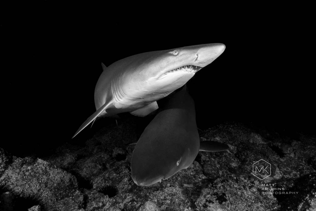 Dive-Fish-Rock-grey-nurse-sharks-by-Matt-Krumins_South-West-Rocks