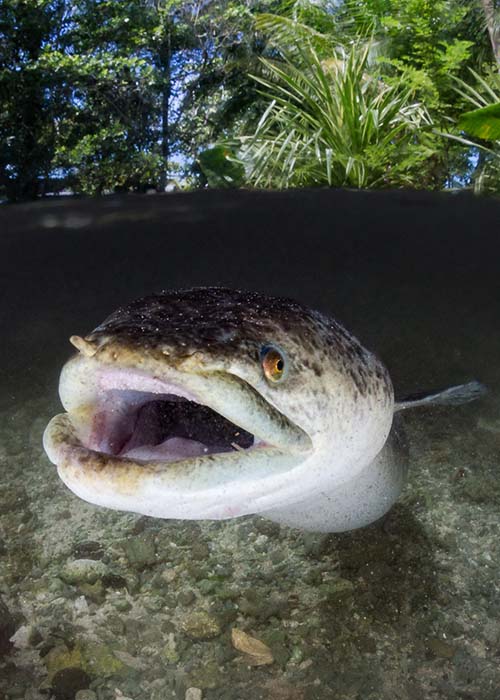 When diving Papua New Guinea, its good to search out a few of he more unusual activities on your non-dive days. Cathy's Eels, in Kavieng, is a great example.