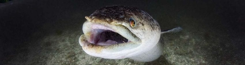 Dive Papua New Guinea lissenung Island Cathys Eels close up 2318-banner