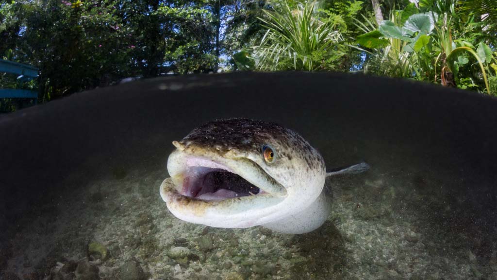 Dive Papua New Guinea lissenung Island Cathys Eels close up 2318