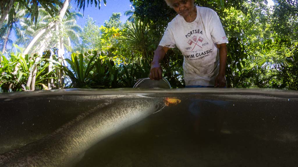 Dive Papua New Guinea lissenung Island Cathys Eels feeding eels 2192