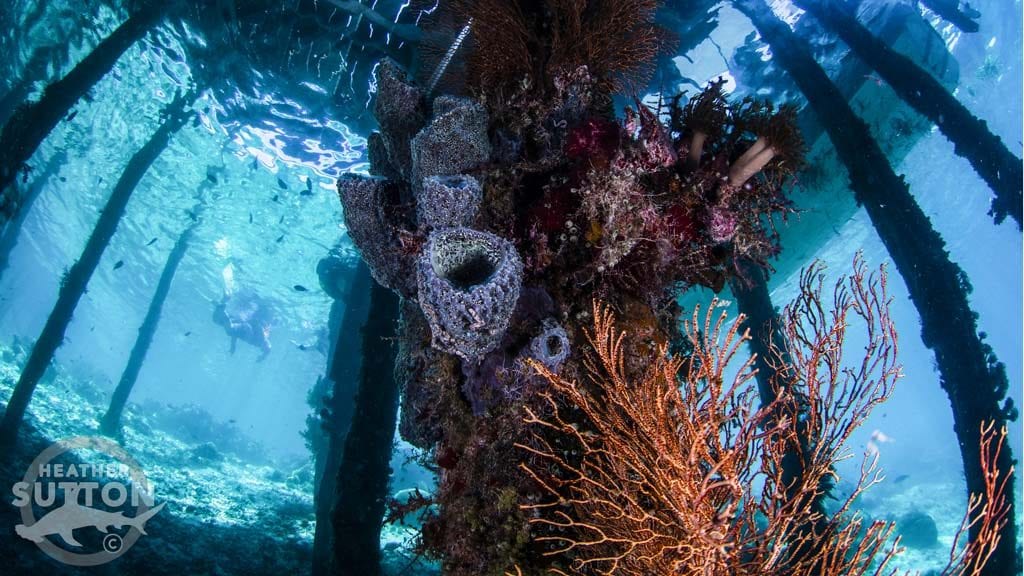 Dive Raja Ampat credit Heather Sutton