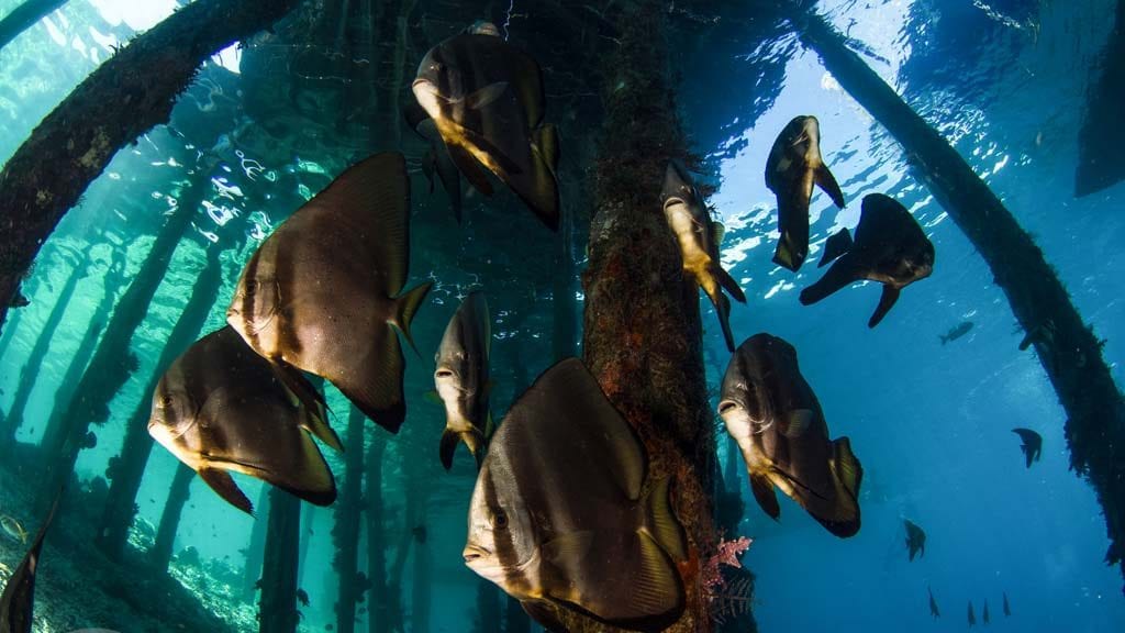Dive raja ampat credit heather sutton arborek jetty pb