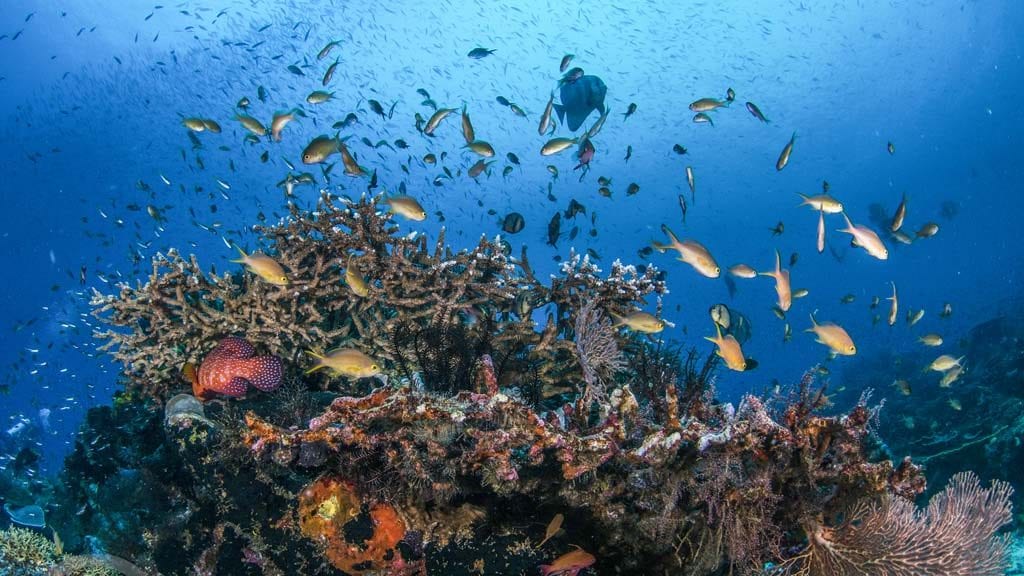 Dive Raja Ampat credit Heather Sutton