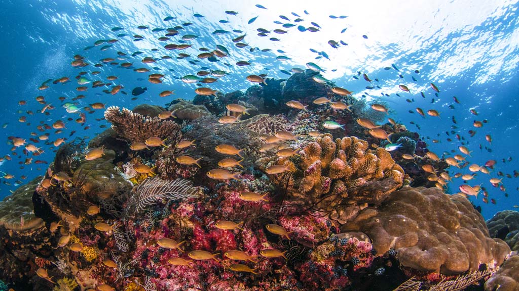 Dive Raja Ampat credit Heather Sutton