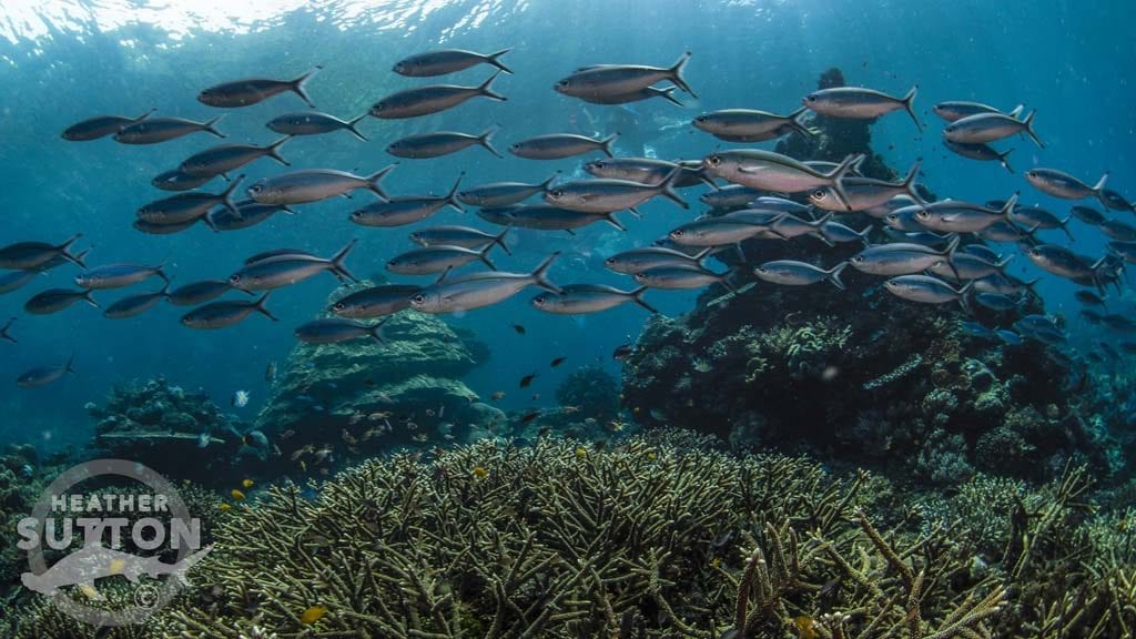 Dive Raja Ampat credit Heather Sutton