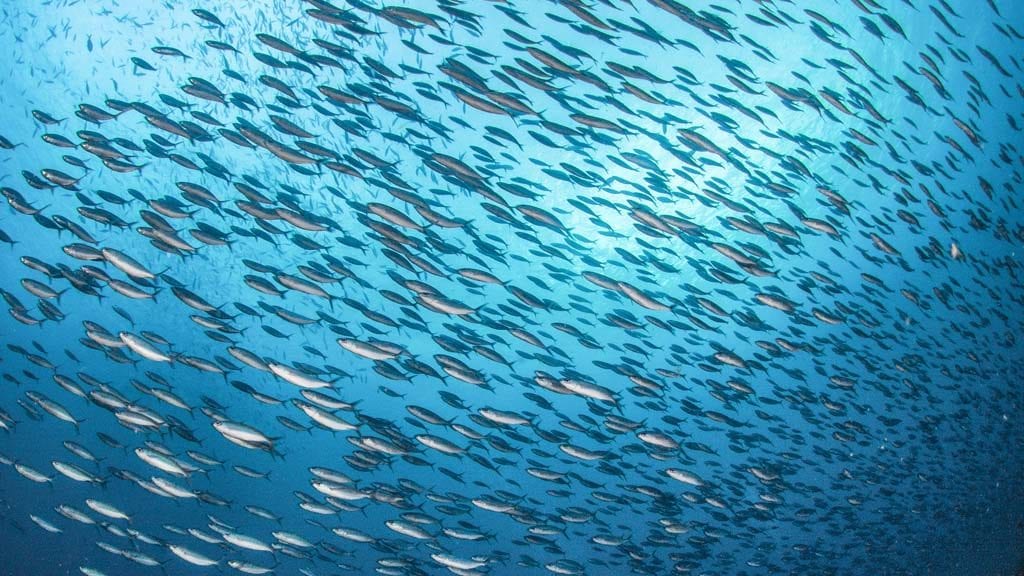 Dive Raja Ampat credit Heather Sutton