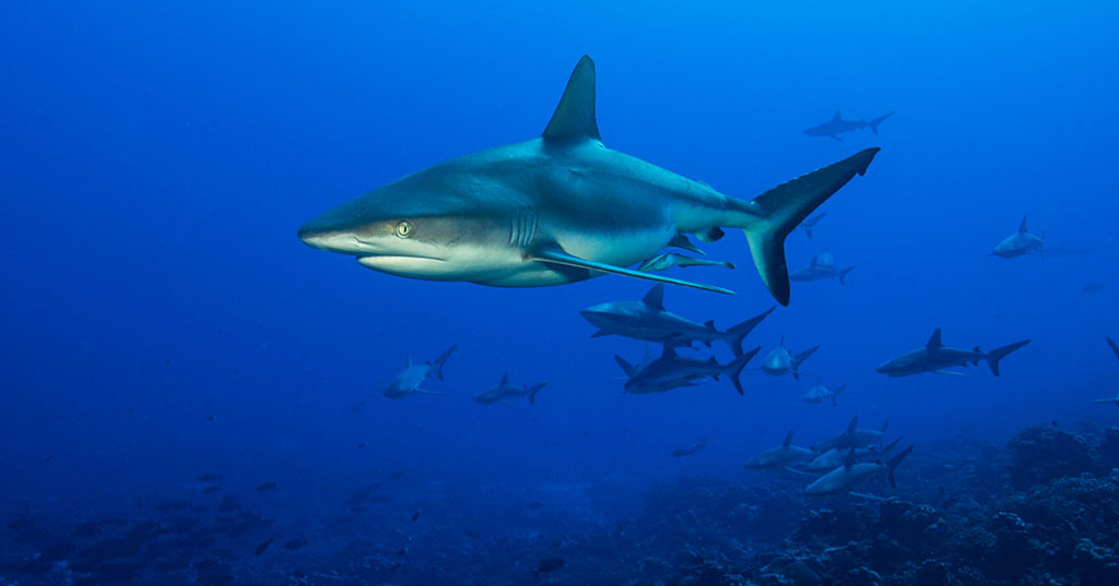 Fakarava French Polynesia Sharks_JayneJenkins