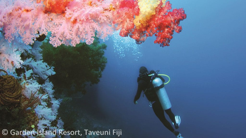 Dive Rainbow Reef Taveuni Fiji Garden Island Resort