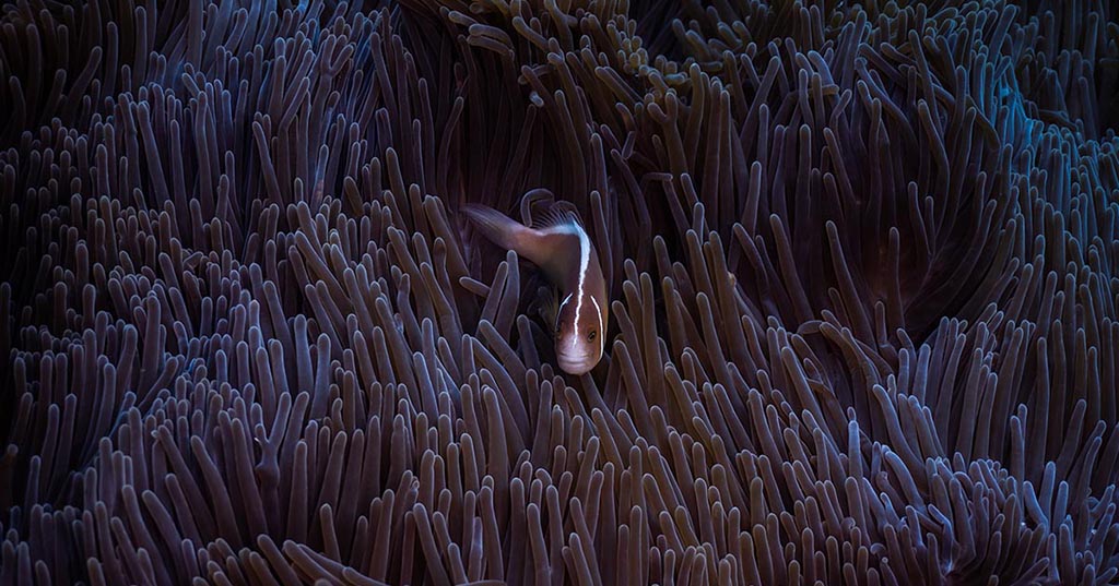 Reef_Exhibition_Anemone_Fish