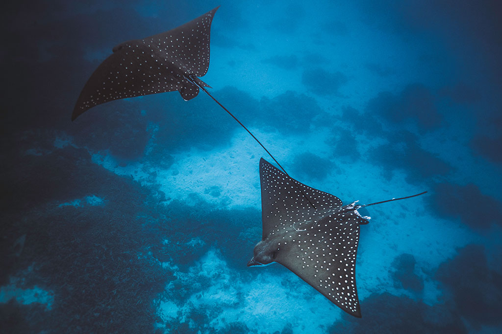 Reef_Exhibition_Eagle_Rays