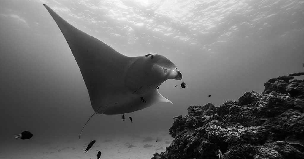 Reef_Exhibition_Manta