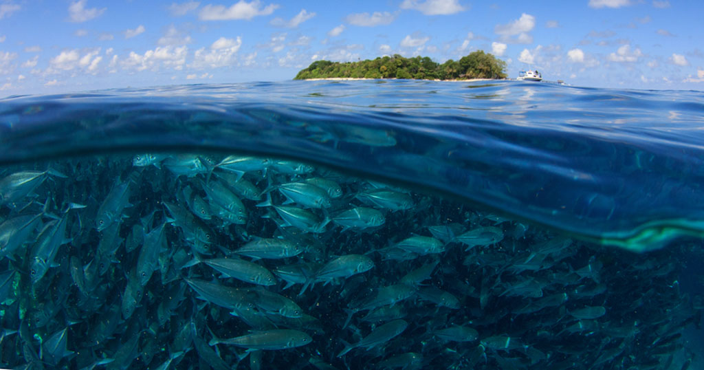 Sipadan island school of jacks shutterstock