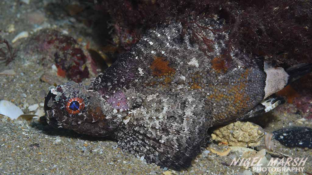 Diving Melbourne. The best Melbourne shore dives include diving Melbourne Piers. Seahorses, rays, octopus, cuttlefish & giant spider crabs.