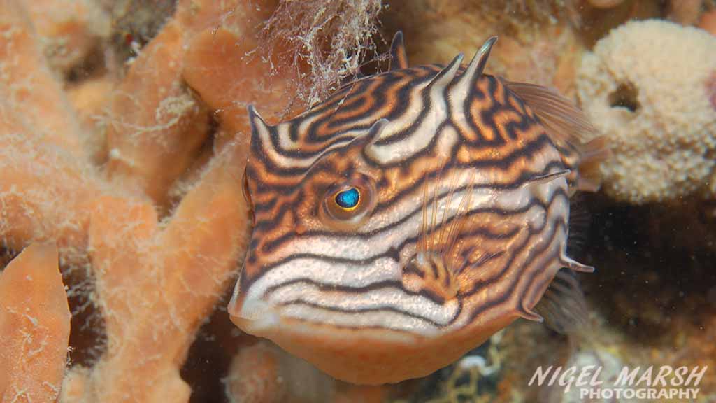 Diving Melbourne. The best Melbourne shore dives include diving Melbourne Piers. Seahorses, rays, octopus, cuttlefish & giant spider crabs.