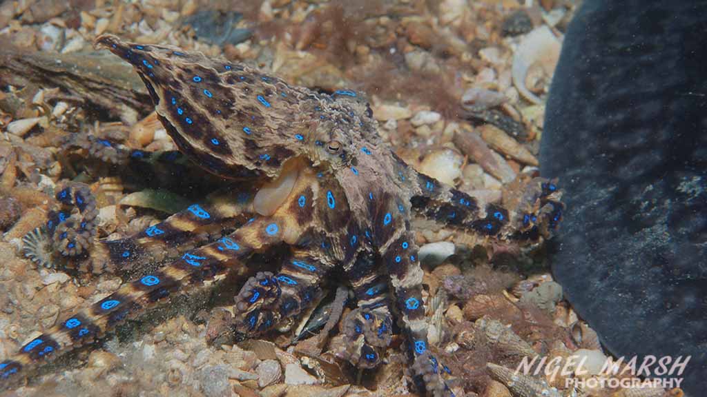 Diving Melbourne. The best Melbourne shore dives include diving Melbourne Piers. Seahorses, rays, octopus, cuttlefish & giant spider crabs.