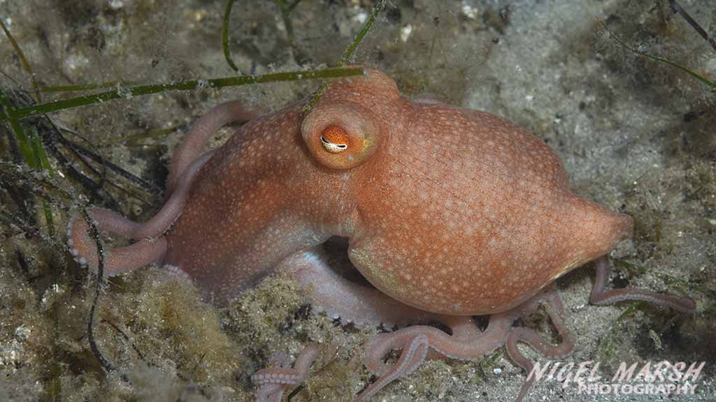 Diving Melbourne. The best Melbourne shore dives include diving Melbourne Piers. Seahorses, rays, octopus, cuttlefish & giant spider crabs.