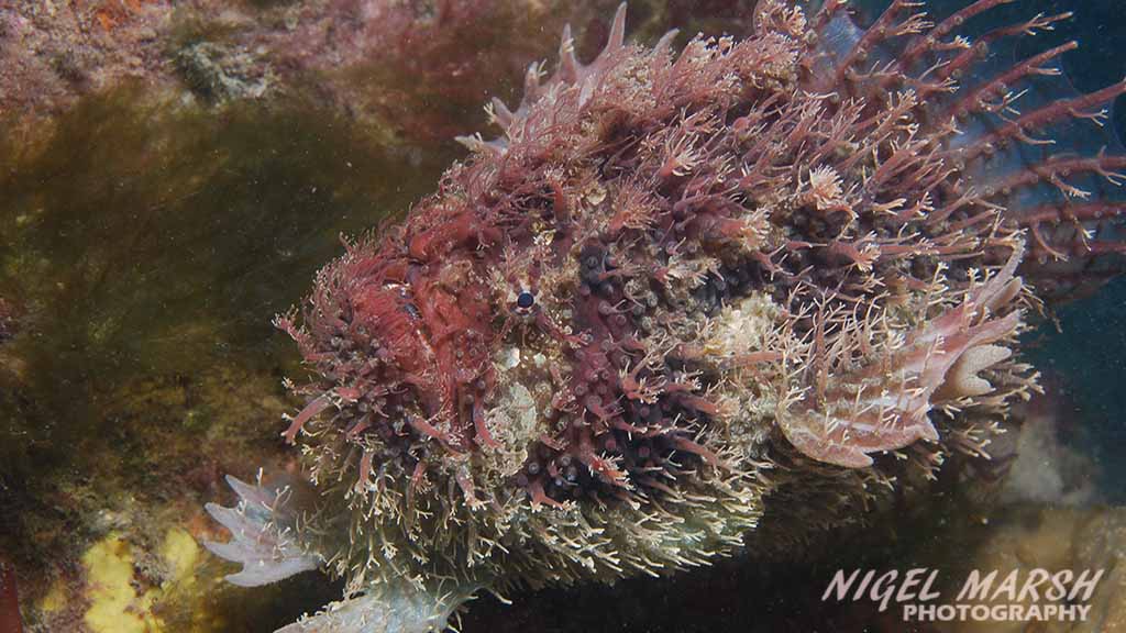 Diving Melbourne. The best Melbourne shore dives include diving Melbourne Piers. Seahorses, rays, octopus, cuttlefish & giant spider crabs.