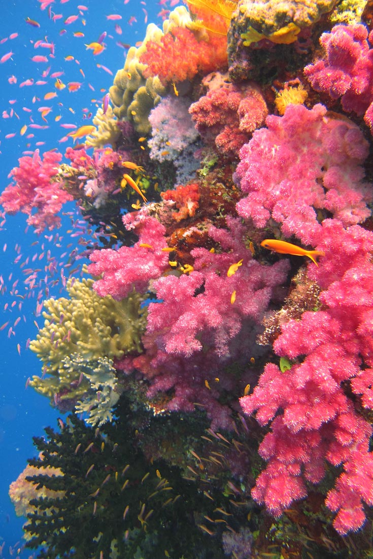 Diving Savusavu at Jean-Michel Cousteau Resort, we are spoiled from the moment we stepped off the plane. And we\'re not just talking about the resort.
