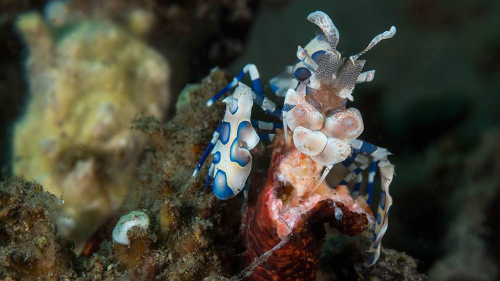 10 Best dives Philippines Jayne Jenkins Harlequin shrimp