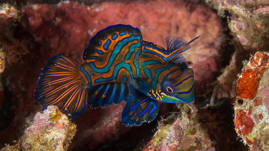 10 Best dives Philippines Jayne Jenkins Mandarin Fish close up