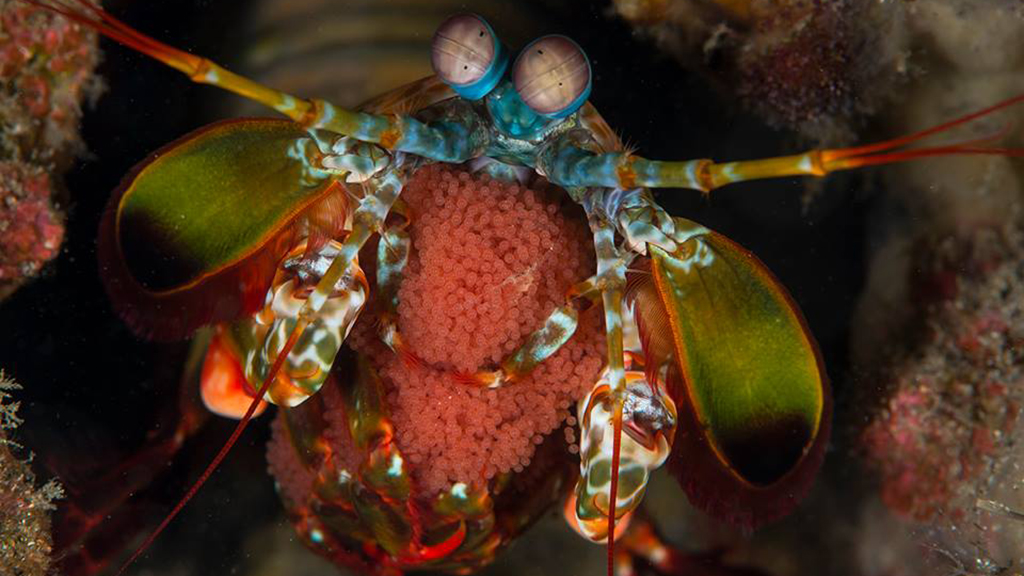 10 Best dives Philippines Jayne Jenkins Mantis shrimp with eggs