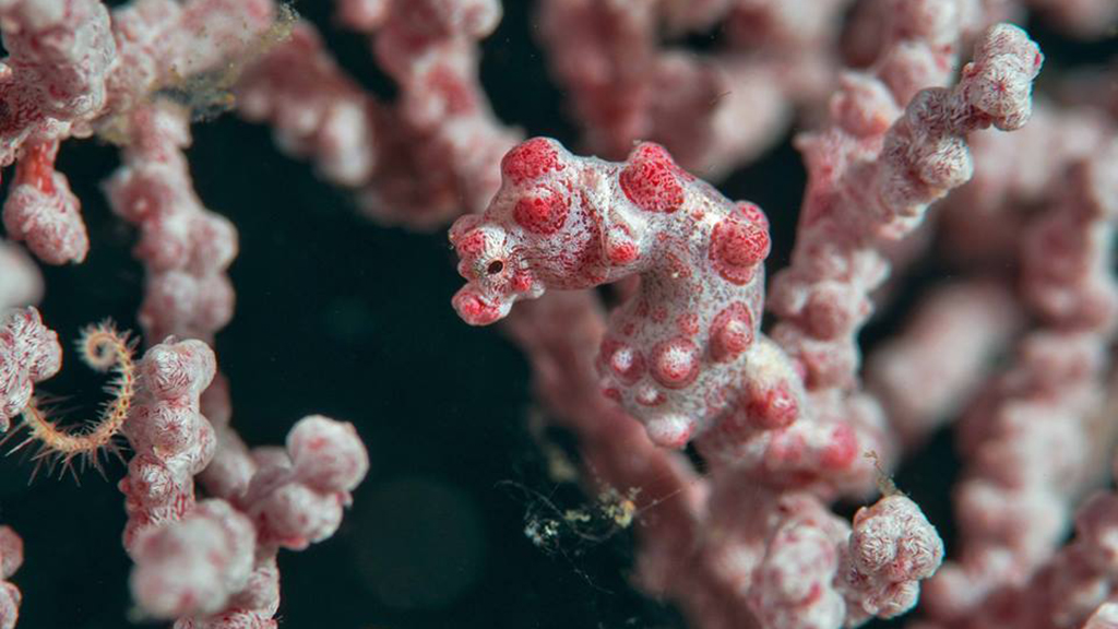 10 Best dives Philippines Jayne Jenkins Pygmy seahorse