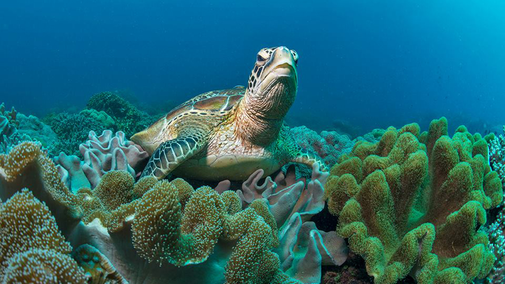 10 Best dives Philippines Jayne Jenkins Turtle at Apo Island