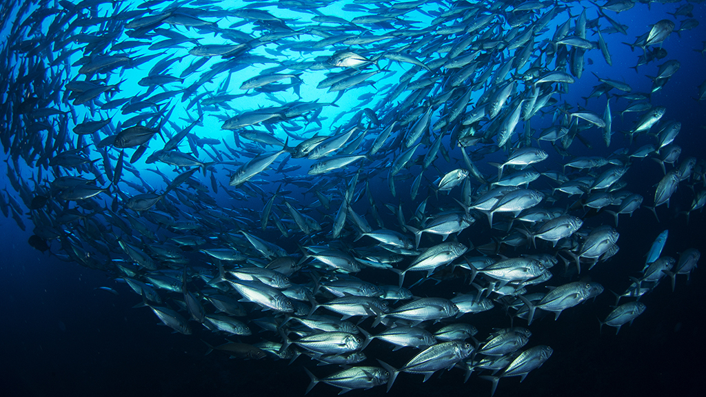 10-best-dives-philippines-Jacks-Heather-Sutton