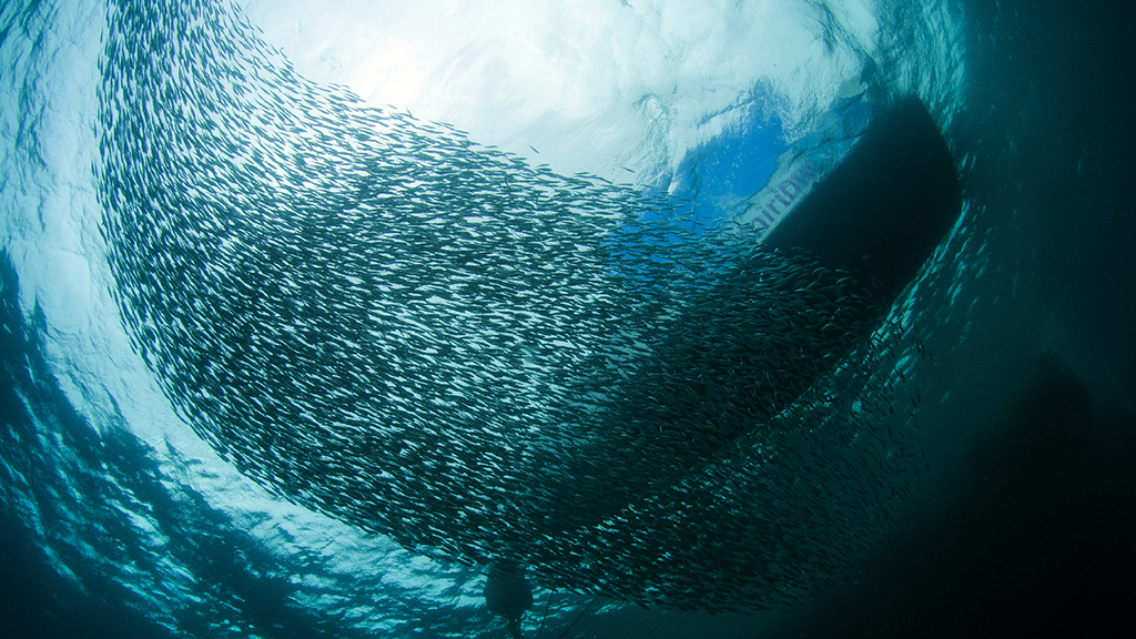 10-best-dives-philippines-sardines-and-boat-Heather-Sutton