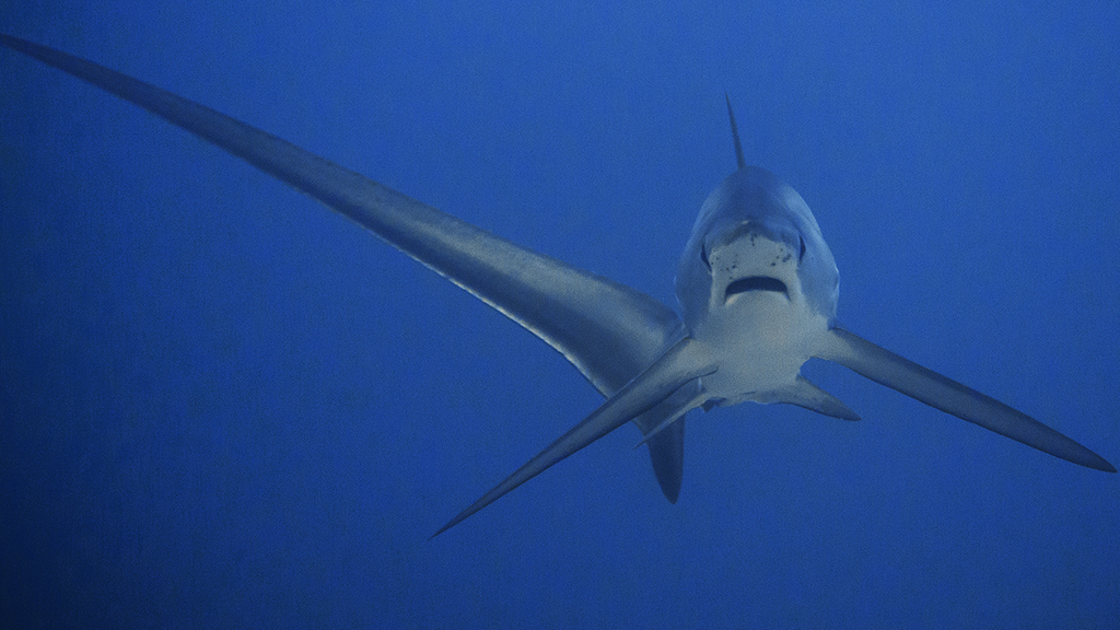 10-best-dives-philippines-thresher-shark-Heather-Sutton