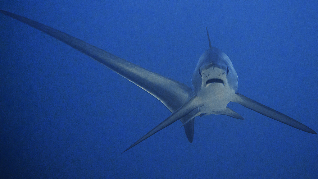 Best dives philippines thresher shark heather sutton 10-best-dives-philippines-thresher-shark-Heather-Sutton