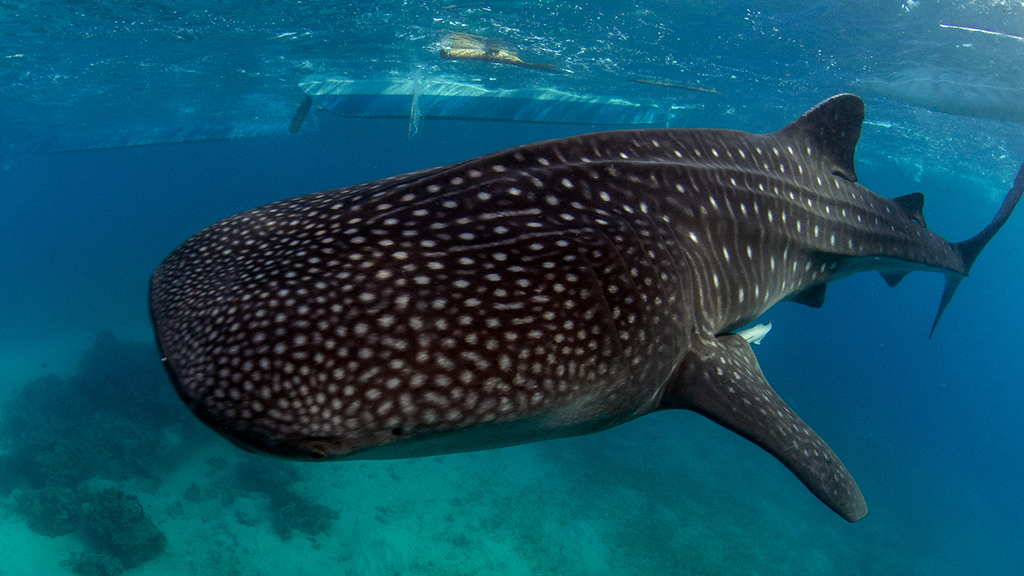 10-best-dives-philippines-whale-shark-Heather-Sutton
